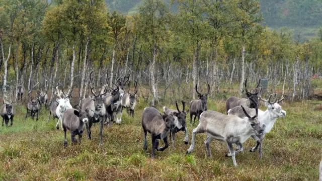 ให้อาหารเรนเดียร์ มื้อค่ำซามี ลุ้นแสงเหนือ รอบค่ำเดือนตุลาคม Reindeer and Northern Lights