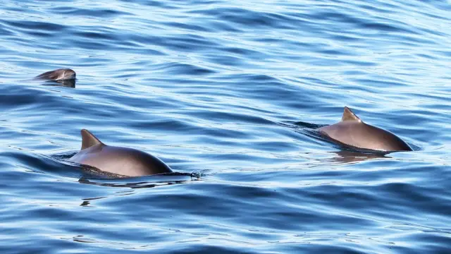 ล่องเรือส่วนตัวชมสัตว์ป่าและฟยอร์ดรอบเกาะควาลอยยา Wildlife Fjord Cruise Private