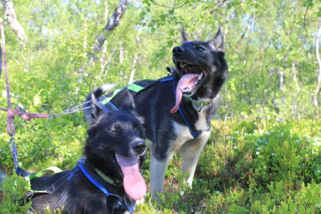 เดินป่ากับฮัสกี้และเยี่ยมลูกสุนัข Husky Hike ใกล้ทรอมโซ ฤดูร้อน