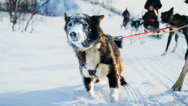 ขับเลื่อนสุนัขรอบกลางวัน Daytime Dog Sledding in Skibotn Valley จากทรอมโซ