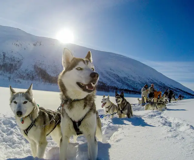 ปีใหม่ที่เซนยา 5 วัน 4 คืน New Year Expedition on Senja วาฬ ฮัสกี้ แสงเหนือ