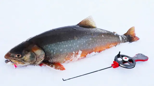 ตกปลาน้ำแข็งเหมาคณะ Ice Fishing Private Trip บนทะเลสาบเกาะควาลอยยา