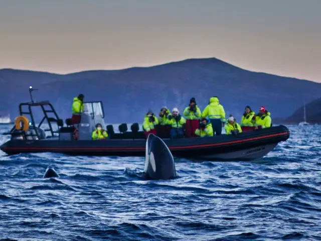 ชมวาฬด้วยเรือ RIB ที่สเกียร์วอย RIB-boat Whale Watching in Skjervøy จากทรอมโซ