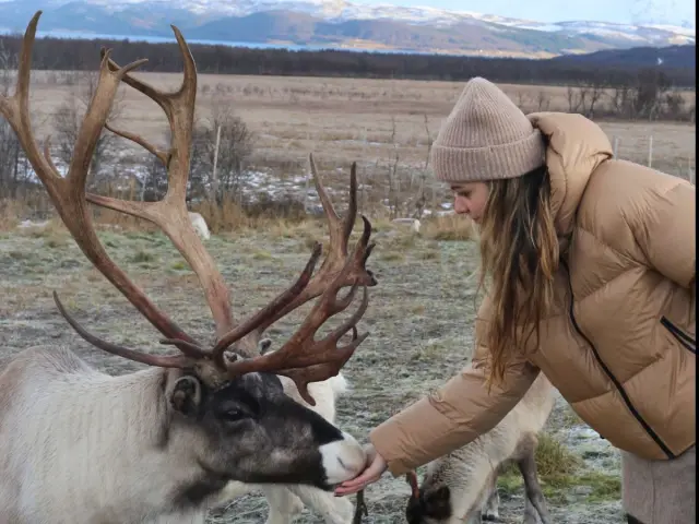 ให้อาหารเรนเดียร์ มื้อค่ำซามี ลุ้นแสงเหนือ รอบค่ำเดือนตุลาคม Reindeer and Northern Lights