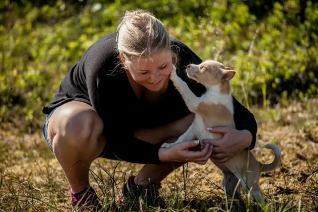 เล่นกับลูกหมาฮัสกี้ Puppy Training Package ที่ Tromsø Villmarkssenter