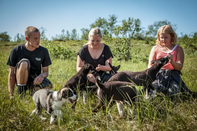 เล่นกับลูกหมาฮัสกี้ Puppy Training Package ที่ Tromsø Villmarkssenter