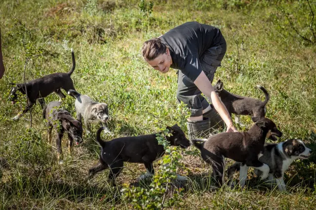 เล่นกับลูกหมาฮัสกี้ Puppy Training Package ที่ Tromsø Villmarkssenter