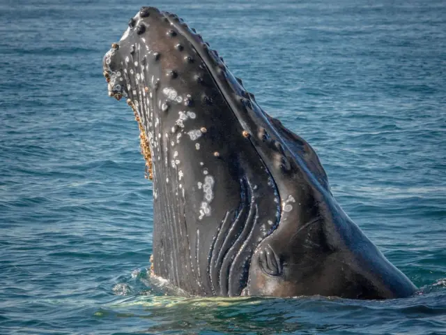 ชมวาฬแถบเทือกเขาลิงเงน Whale Experience - Lyngen Alps จาก Nord-Lenangen