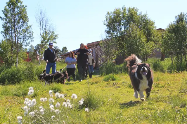 เดินป่ากับฮัสกี้และเยี่ยมลูกสุนัข Husky Hike ใกล้ทรอมโซ ฤดูร้อน
