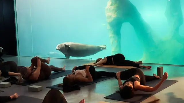 โยคะใต้บ่อแมวน้ำ Arctic Yoga at Polaria ทรอมโซ ทุกเช้าวันจันทร์
