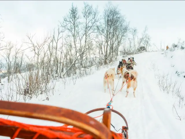 นั่งเลื่อนสุนัขบนเกาะควาลอยยา Dog Sledding in Tromsø ไปกับผู้ประสานงานทุกคัน