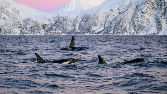 ล่องเรือชมวาฬ Personal Whale Safari เรือ MS Sylvkallen จากทรอมโซ