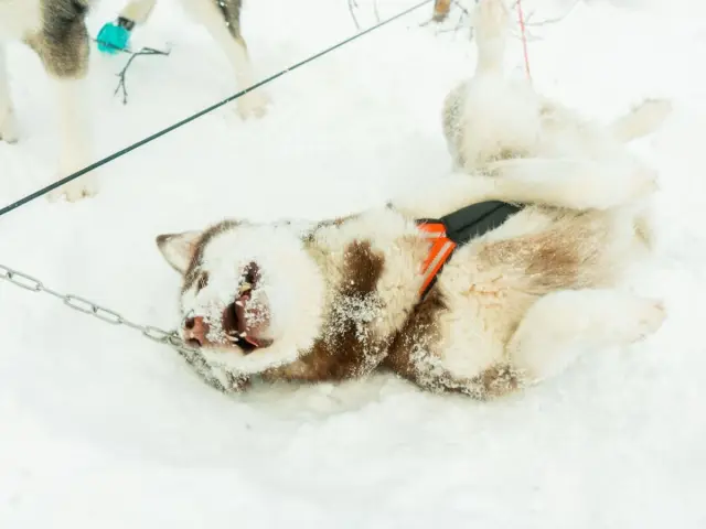 นั่งเลื่อนสุนัขบนเกาะควาลอยยา Dog Sledding in Tromsø ไปกับผู้ประสานงานทุกคัน
