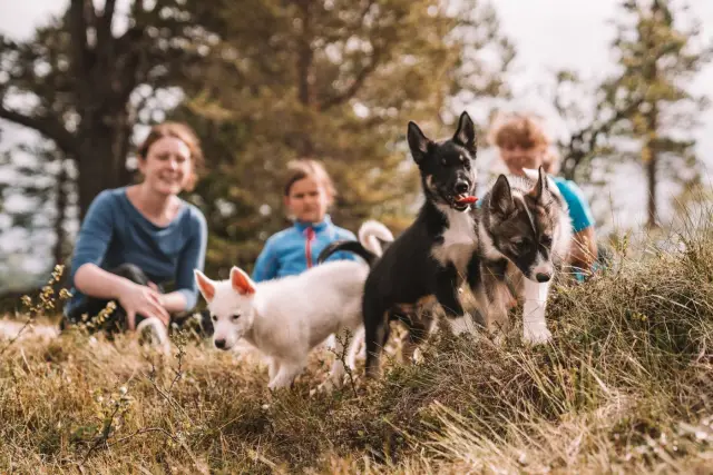 เล่นกับลูกหมาฮัสกี้ Puppy Training Package ที่ Tromsø Villmarkssenter