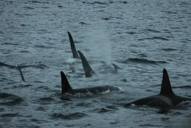 ล่องเรือชมวาฬ Polar Whale Safari แถบ Skjervøy จากทรอมโซ