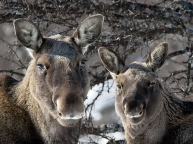ซาฟารีตามหามูสป่า Wild Moose Safari หุบเขา Målselvdalen