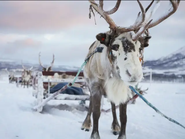 นั่งเลื่อนเรนเดียร์ ให้อาหาร และวัฒนธรรมซามี รอบบ่าย Reindeer Sledding Afternoon