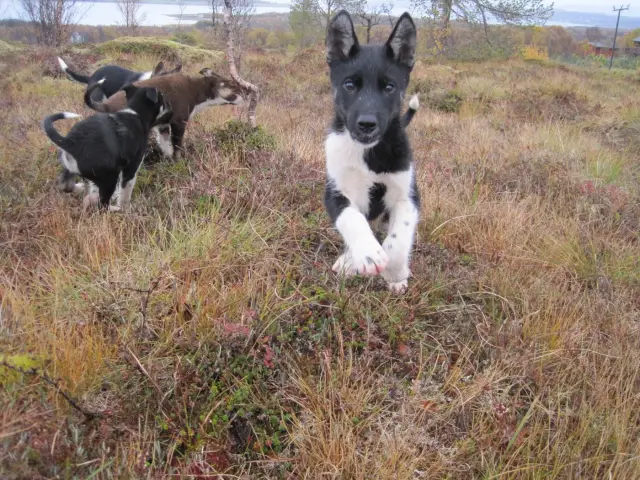 เล่นกับลูกหมาฮัสกี้ Puppy Training Package ที่ Tromsø Villmarkssenter