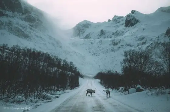 โรดทริปชมฟยอร์ดฤดูหนาว Winter Fjord Road Trip ถ่ายภาพกับผู้ประสานงาน Wandering Owl