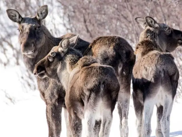 ซาฟารีตามหามูสป่า Wild Moose Safari หุบเขา Målselvdalen