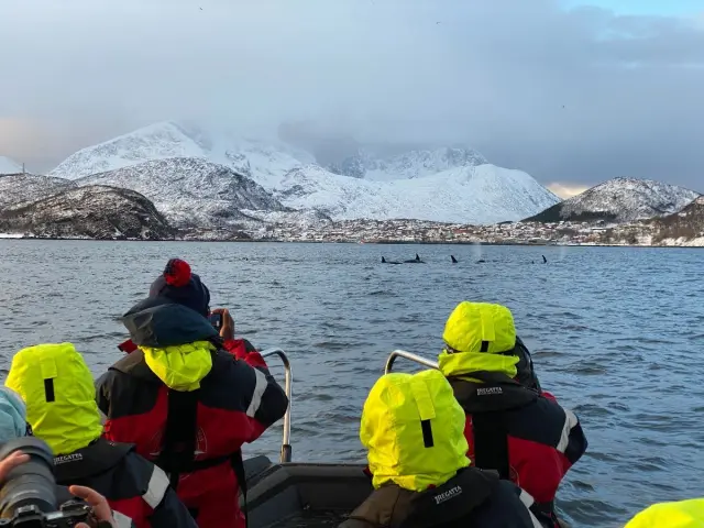 ล่าวาฬด้วยเรือเร็ว RIB Whale Safari จาก Skjervøy กลุ่มเล็ก