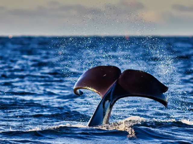 ชมวาฬด้วยเรือ RIB ที่สเกียร์วอย RIB-boat Whale Watching in Skjervøy จากทรอมโซ