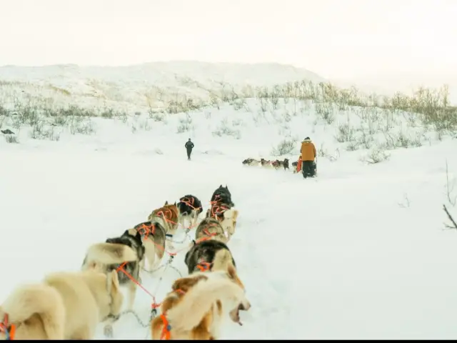 นั่งเลื่อนสุนัขบนเกาะควาลอยยา Dog Sledding in Tromsø ไปกับผู้ประสานงานทุกคัน