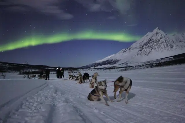 ขับเลื่อนสุนัขรอบบ่าย Dog Sledding in Skibotn Valley - Afternoon จากทรอมโซ