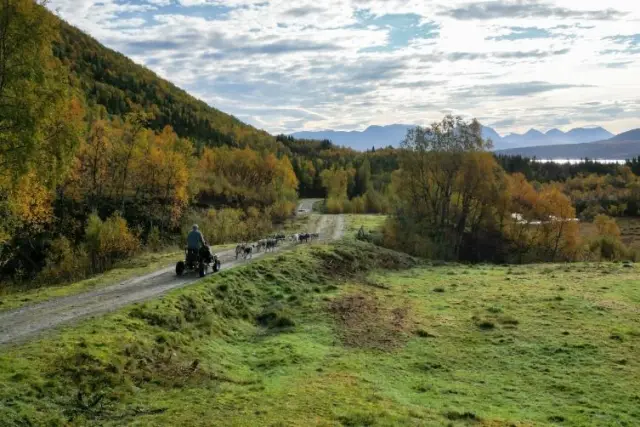 เลื่อนสุนัขแบบรถล้อ Dog Sledding with Wagon on Kvaløya เฉพาะเดือนตุลาคม