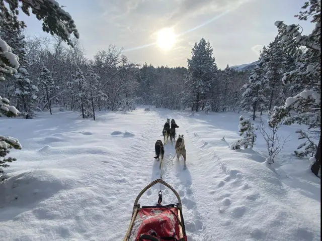 ขับเลื่อนสุนัขรอบกลางวัน Daytime Dog Sledding in Skibotn Valley จากทรอมโซ