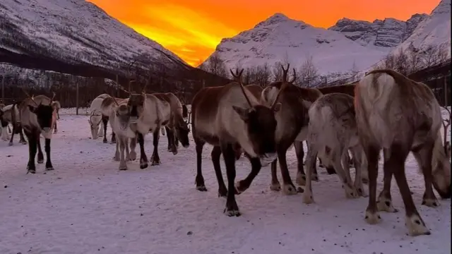 เยี่ยมแคมป์ครอบครัวซามีที่ Lavangsdalen Sami Camp Visit and Reindeer Experience