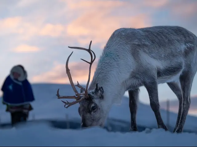 ป้อนเรนเดียร์ทัวร์สั้นช่วงสาย Reindeer Short Tour ที่ Breivikeidet