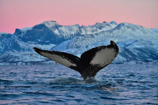 ปีใหม่ที่เซนยา 5 วัน 4 คืน New Year Expedition on Senja วาฬ ฮัสกี้ แสงเหนือ