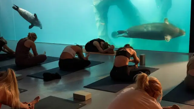 โยคะใต้บ่อแมวน้ำ Arctic Yoga at Polaria ทรอมโซ ทุกเช้าวันจันทร์