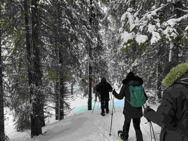 เดินลุยหิมะสั้นๆ ในป่าเกาะทรอมโซ Guided Snowshoe Trip on Tromsøya