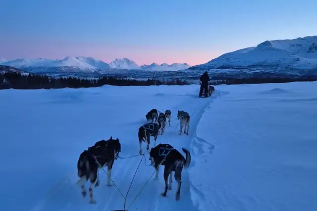 นั่งเลื่อนฮัสกี้กลุ่มเล็ก Dog Sledding บนเกาะ Kvaløya
