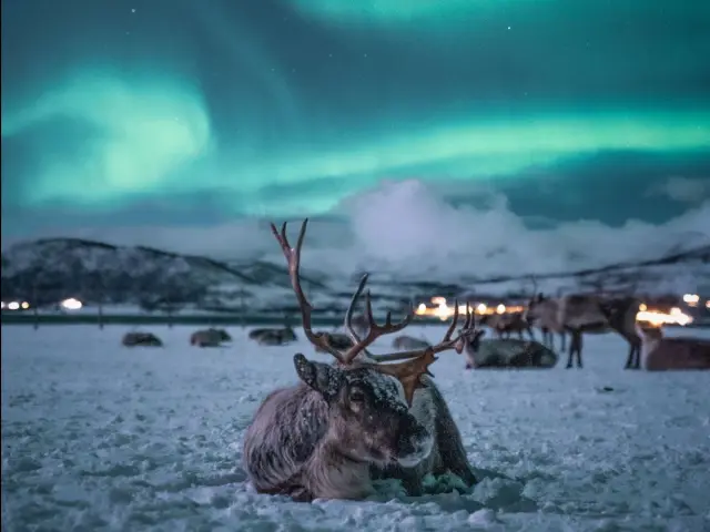 นั่งเลื่อนกวางเรนเดียร์รอบค่ำ Evening Reindeer Sledding and Sámi Dinner