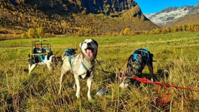 เลื่อนสุนัขแบบรถล้อ Dog Sledding with Wagon on Kvaløya เฉพาะเดือนตุลาคม