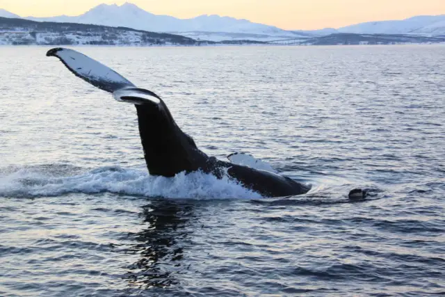 ล่องเรือชมวาฬ Polar Whale Safari แถบ Skjervøy จากทรอมโซ