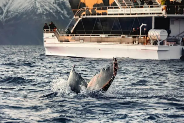 ชมวาฬและนั่งรถชมวิว Whale Watching with Scenic Road Trip ไป Skjervøy