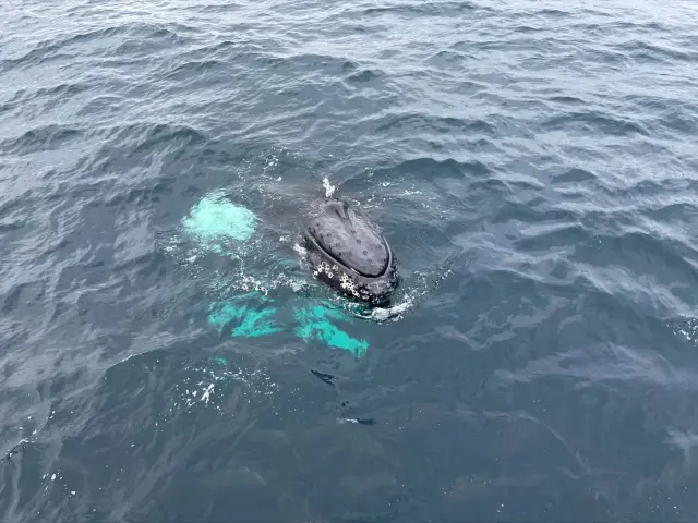 ล่องเรือชมวาฬ Polar Whale Safari แถบ Skjervøy จากทรอมโซ