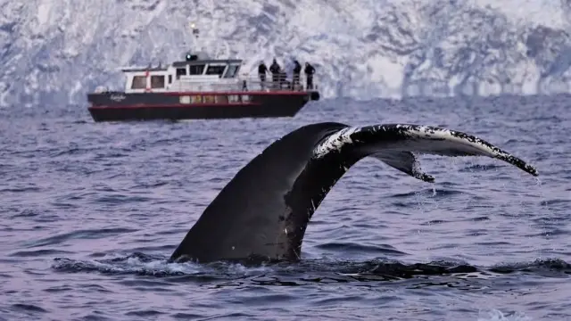 ล่องเรือชมวาฬ Personal Whale Safari เรือ MS Sylvkallen จากทรอมโซ