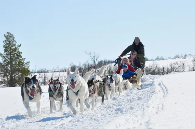 นั่งเลื่อนสุนัขฮัสกี้ Husky Sled Ride มีคนขับ Tromsø Villmarkssenter