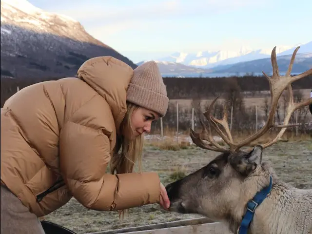 ให้อาหารเรนเดียร์และวัฒนธรรมซามี รอบเช้าเดือนตุลาคม Reindeer Feeding Autumn Morning