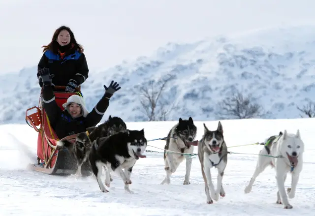 ขับเลื่อนสุนัขฮัสกี้เอง Self-Drive Dog Sledding ใกล้ทรอมโซ