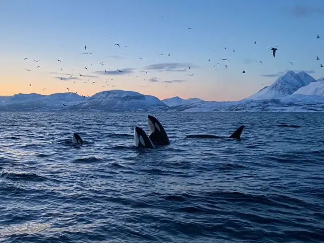 ล่าวาฬด้วยเรือเร็ว RIB Whale Safari จาก Skjervøy กลุ่มเล็ก