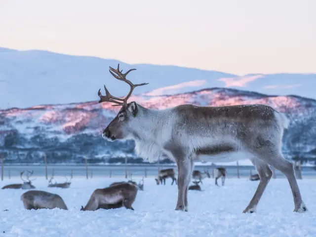 นั่งเลื่อนเรนเดียร์รอบสั้น Reindeer Sledding พร้อมมื้อกลางวันซามี