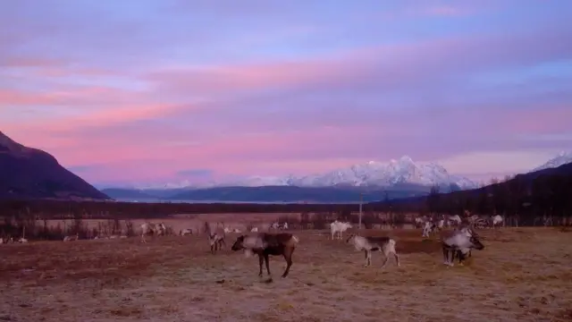 ให้อาหารเรนเดียร์ มื้อค่ำซามี ลุ้นแสงเหนือ รอบค่ำเดือนตุลาคม Reindeer and Northern Lights