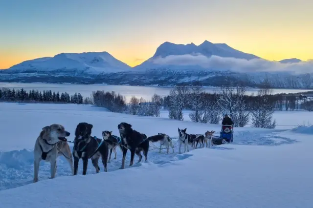 นั่งเลื่อนฮัสกี้กลุ่มเล็ก Dog Sledding บนเกาะ Kvaløya