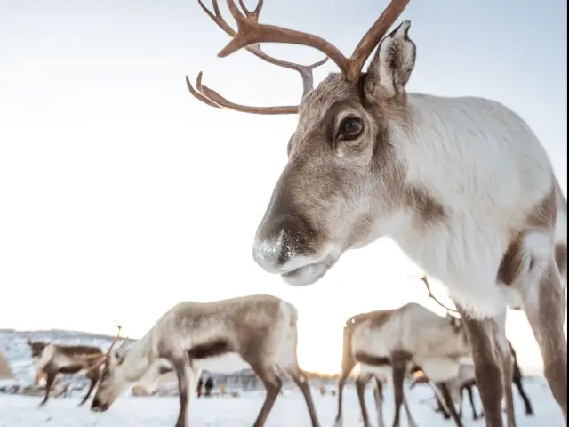 ป้อนอาหารเรนเดียร์ฝูง 300 ตัวและวัฒนธรรมซามี Reindeer Feeding ทรอมโซ